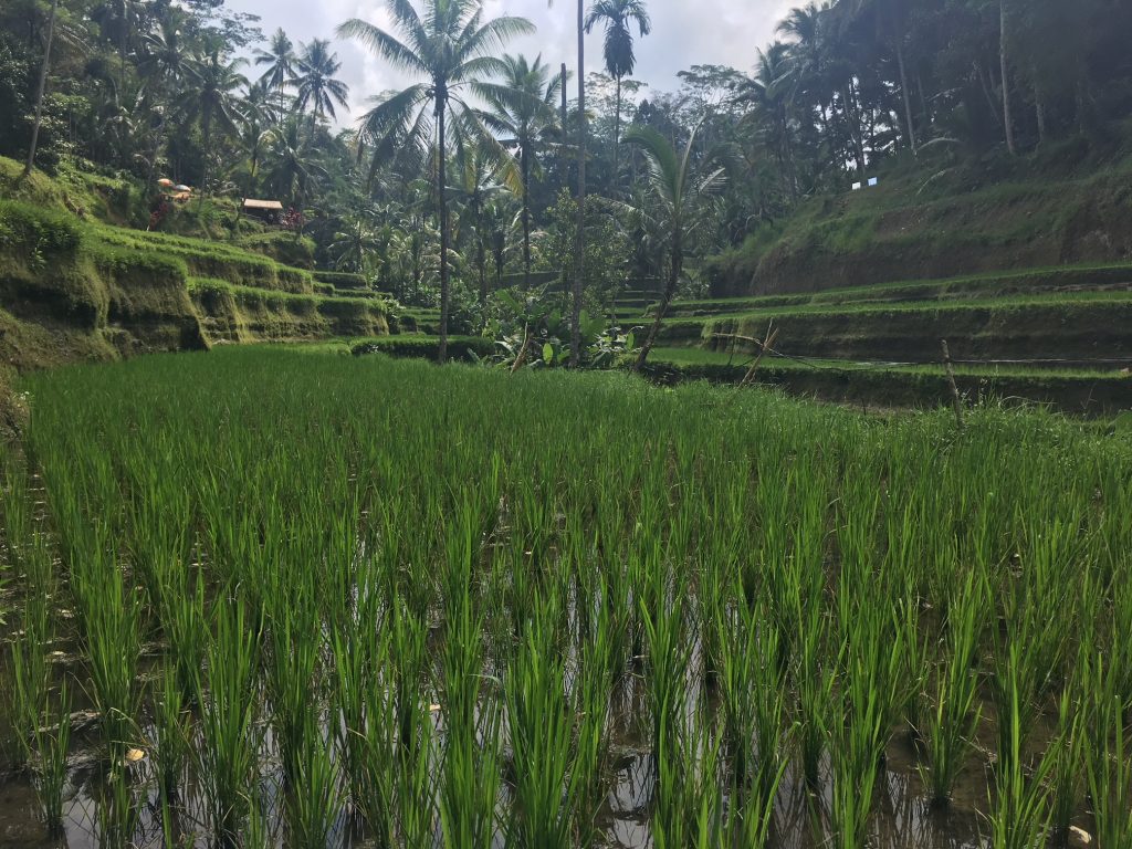 Tegalalang rijstvelden