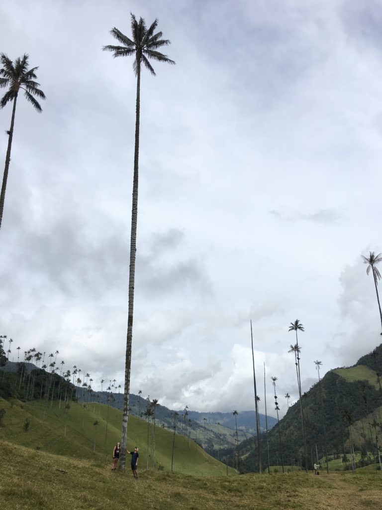 De 60 meter hoge palmbomen in Valle de Cocora