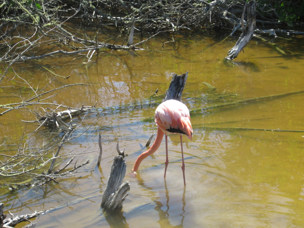 Isla Isabela: Flamingo's