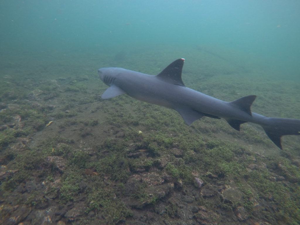 Snorkeltrip: Los Tuneles Black Reef Shark