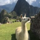 Er leven ook Alpaca's in Machu Picchu