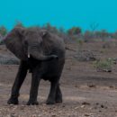 Bezoek aan Addo Elephant National Park