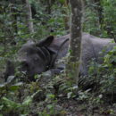Een van de vele neushoorns in Chitwa