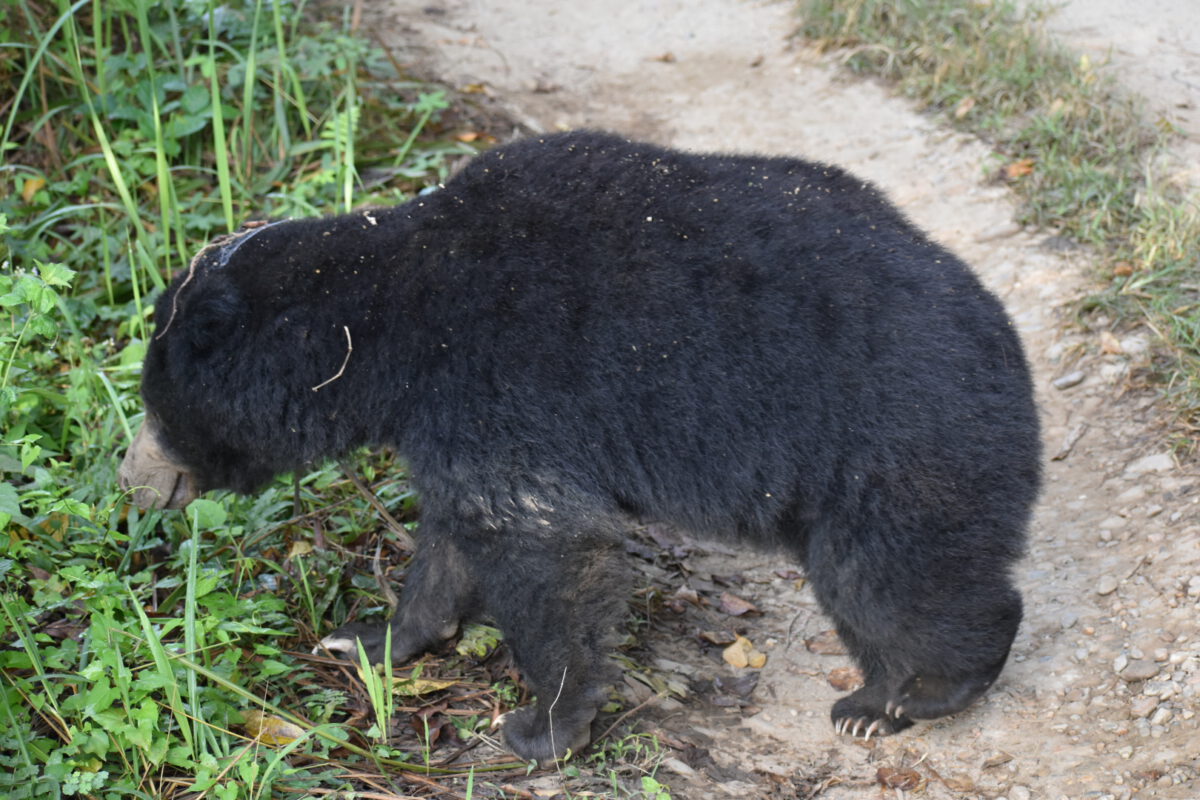 Zwarte beer in Chitwan National Park