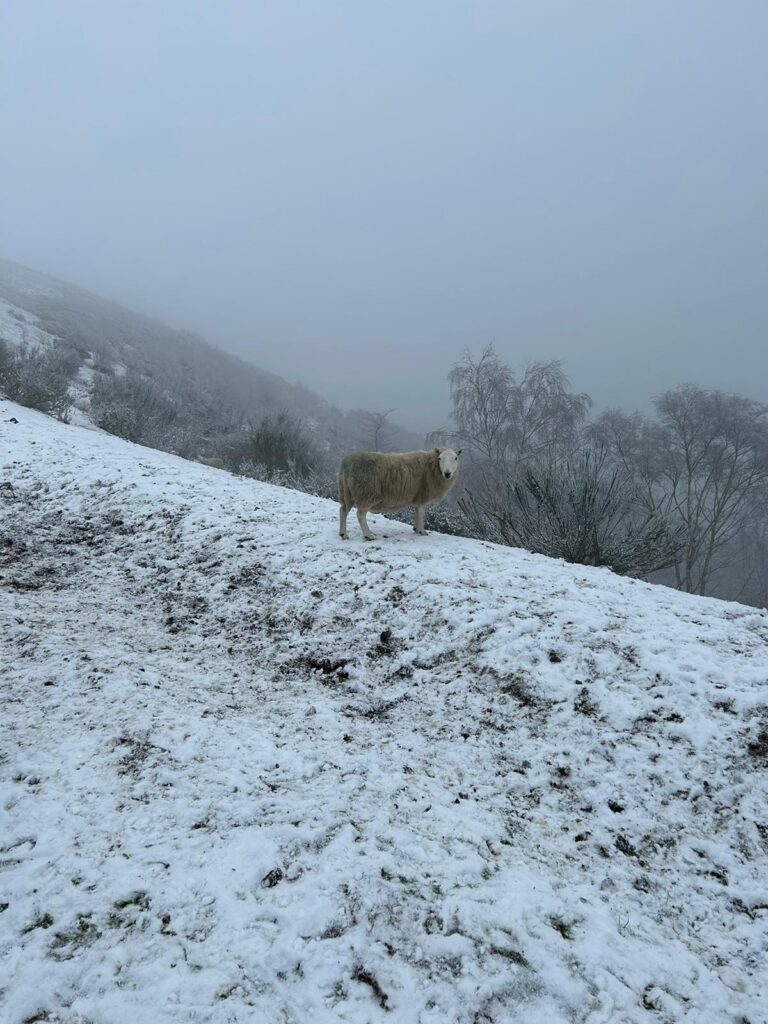 Tijdens de hike in de Malvern Hills kan je veel schapen tegenkomen